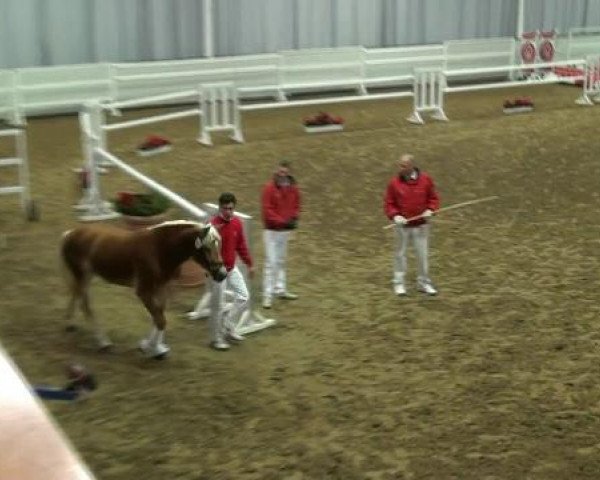 Pferd Amaro (Haflinger, 2010, von Accorado van de Honesch)