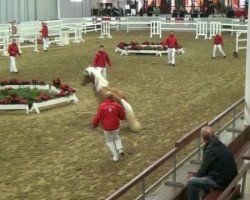 stallion Simba 181 (Haflinger, 2010, from Stresemann)