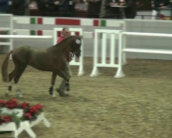 stallion Makarli (German Riding Pony, 2010, from Machno Carwyn)