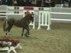 stallion Makarli (German Riding Pony, 2010, from Machno Carwyn)