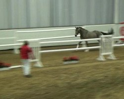 dressage horse Steverheides Vuvuzela (German Riding Pony, 2010, from Marienhof's Voyou)