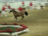 stallion Don Daniels (German Riding Pony, 2010, from Der feine Lord AT)