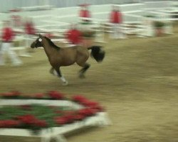 stallion Don Daniels (German Riding Pony, 2010, from Der feine Lord AT)