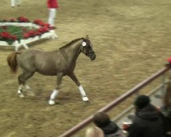 dressage horse Cool Ricky (German Riding Pony, 2010, from Classic Dancer II)