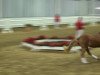 dressage horse Chablis de Luxe (German Riding Pony, 2010, from FS Champion de Luxe)