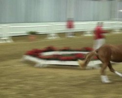 dressage horse Chablis de Luxe (German Riding Pony, 2010, from FS Champion de Luxe)