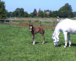 broodmare Sinfonie (Rhinelander, 1983, from Ridder)