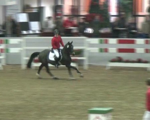 Zuchtstute Moonlight Lady 9 (Deutsches Reitpony, 2003, von Majan's Sunny Boy)