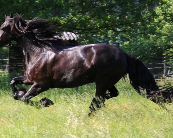 horse Xenia vom Schradenland (Friese, 2007, from Wietze)