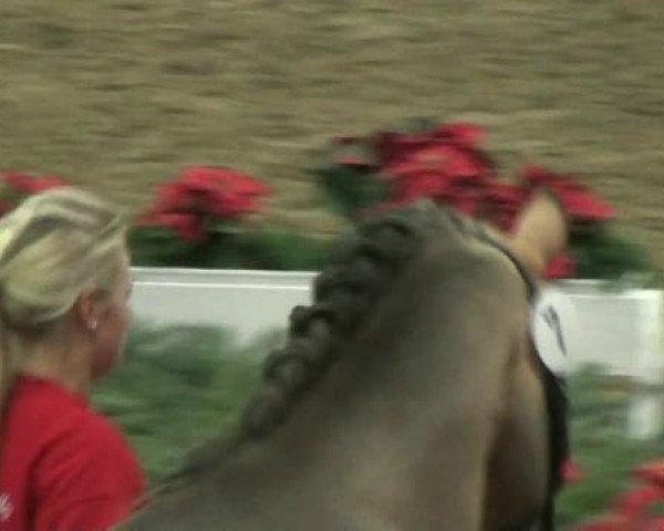 stallion Crash Kid (German Riding Pony, 2010, from FS Champion de Luxe)