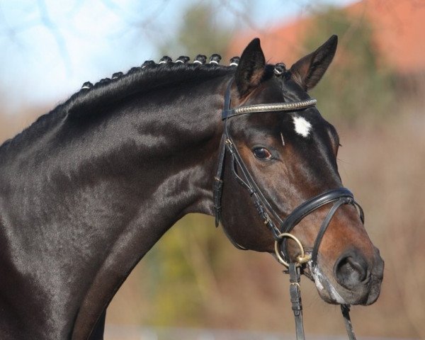 stallion Dallmeyer (Hanoverian, 2006, from Dauphin)
