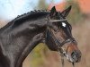 stallion Dallmeyer (Hanoverian, 2006, from Dauphin)