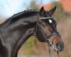 stallion Dallmeyer (Hanoverian, 2006, from Dauphin)