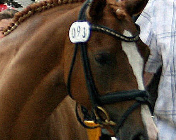 broodmare That's My Love (German Riding Pony, 2005, from The Braes My Mobility)