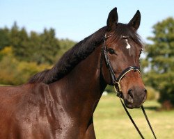 broodmare Starlight Surprise (Hanoverian, 2001, from Sandro Hit)