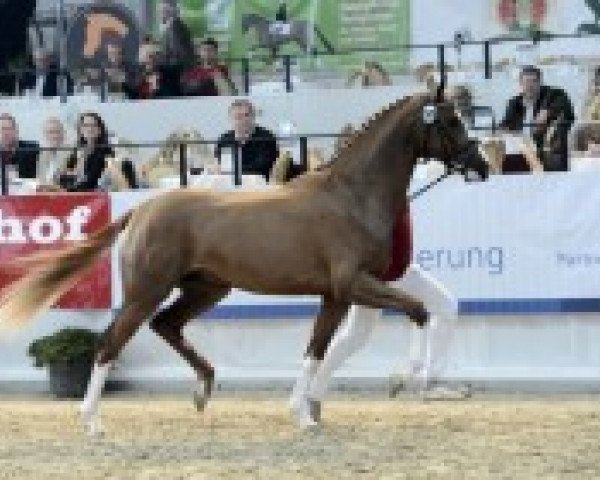 stallion Quiet Bliss (German Sport Horse, 2010, from Quaterback)