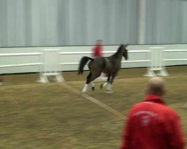 dressage horse Hengst von Clooney AT (German Riding Pony, 2010, from Clooney AT)