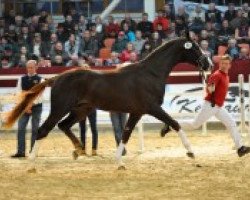 dressage horse Rodrigo 108 (German Sport Horse, 2010, from Relius)