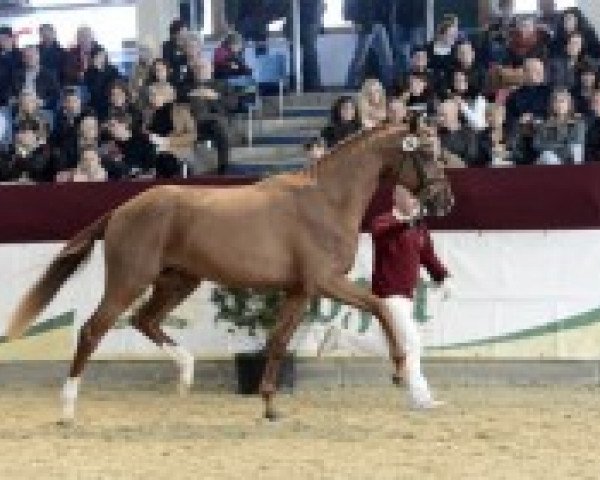 dressage horse Skyfall (German Warmblood, 2010, from Samba Hit I)