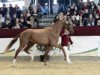 dressage horse Skyfall (German Warmblood, 2010, from Samba Hit I)