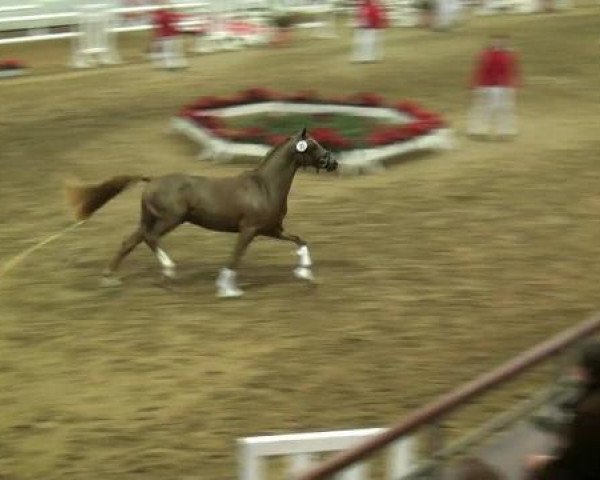 stallion Donovan 119 (German Riding Pony, 2010, from Der feine Lord AT)