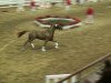 stallion Donovan 119 (German Riding Pony, 2010, from Der feine Lord AT)