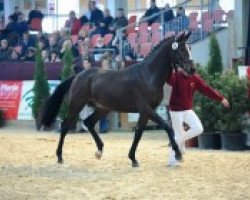 stallion Hengst von Samba Hit I (German Sport Horse, 2010, from Samba Hit I)