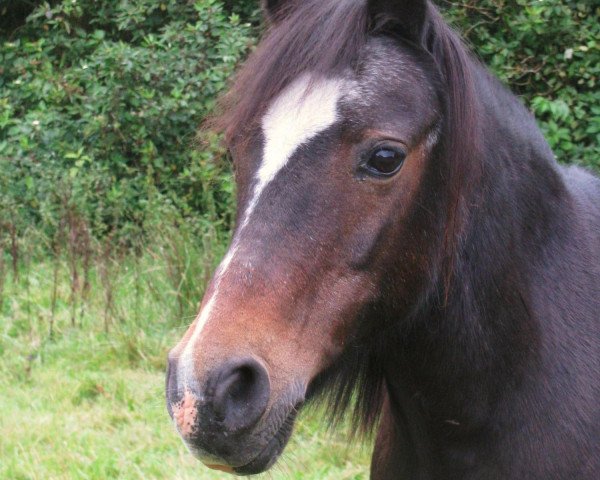 Zuchtstute Arabest (Welsh Pony (Sek.B), 1983, von Askan)