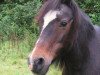 Zuchtstute Arabest (Welsh Pony (Sek.B), 1983, von Askan)