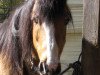 Zuchtstute Happy Tin Harriet (Welsh Pony (Sek.B), 1991, von Hondo)