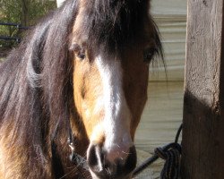 broodmare Happy Tin Harriet (Welsh-Pony (Section B), 1991, from Hondo)