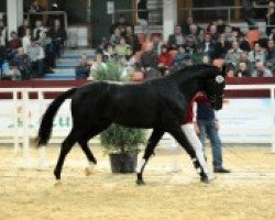 dressage horse Sambi 3 (German Sport Horse, 2010, from Samba Hit II)