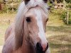 dressage horse Happy Tin Honeybee (Welsh-Pony (Section B), 2005, from Mahrdorf Trabant)