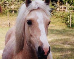 dressage horse Happy Tin Honeybee (Welsh-Pony (Section B), 2005, from Mahrdorf Trabant)