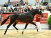 stallion Sambalito (German Sport Horse, 2010, from Samba Hit II)