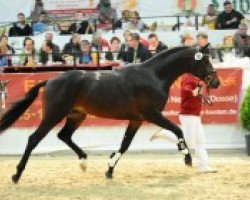 stallion Sambalito (German Sport Horse, 2010, from Samba Hit II)