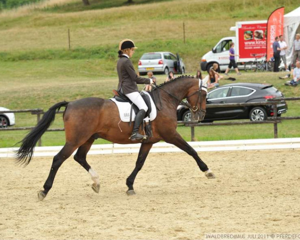 horse Belvedere 33 (Swedish Warmblood, 1994, from Bellini)