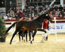 dressage horse Samour M (Oldenburg, 2010, from San Amour I)