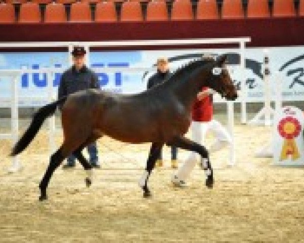 dressage horse Hengst von San Muscadet (German Sport Horse, 2009, from San Muscadet)