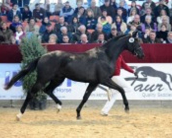 stallion Stendal (Oldenburg, 2010, from San Muscadet)