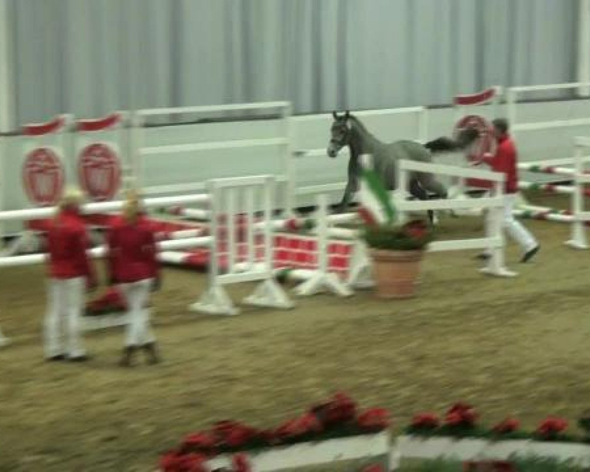 stallion Der kleine Schneesturm RB (Westphalian, 2010, from Dream of Lord)