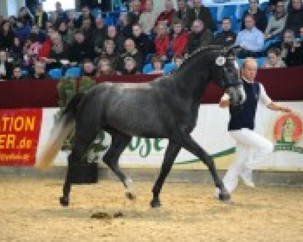 Springpferd Abbey 3 (Deutsches Reitpferd, 2010, von Abke 4)