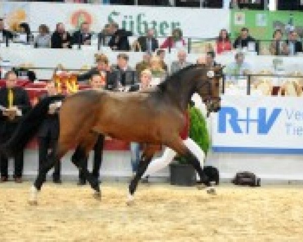 jumper Aramis 598 (German Sport Horse, 2010, from Abke 4)