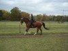 jumper Nicky 205 (KWPN (Royal Dutch Sporthorse), 1995, from Casimir)