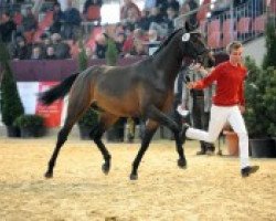 jumper Cahil (German Sport Horse, 2010, from Canterbury)