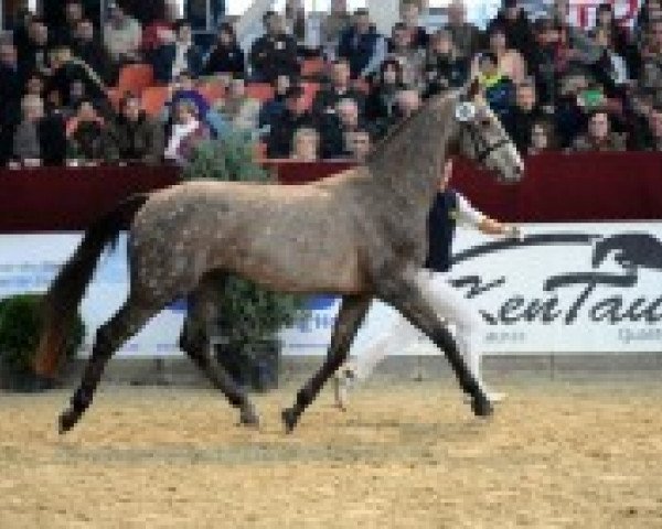 jumper Chaccardo (German Sport Horse, 2010, from Chacco-Blue)