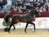 dressage horse Cairon 12 (Hanoverian, 2010, from Chico's Boy)