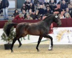 dressage horse Cairon 12 (Hanoverian, 2010, from Chico's Boy)