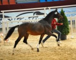 dressage horse Hengst von Christ (German Sport Horse, 2010, from Christ)