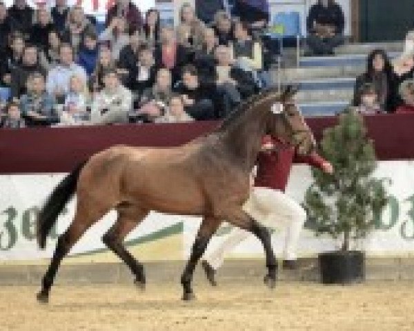 Springpferd Hengst von Colman (Holsteiner, 2010, von Colman)